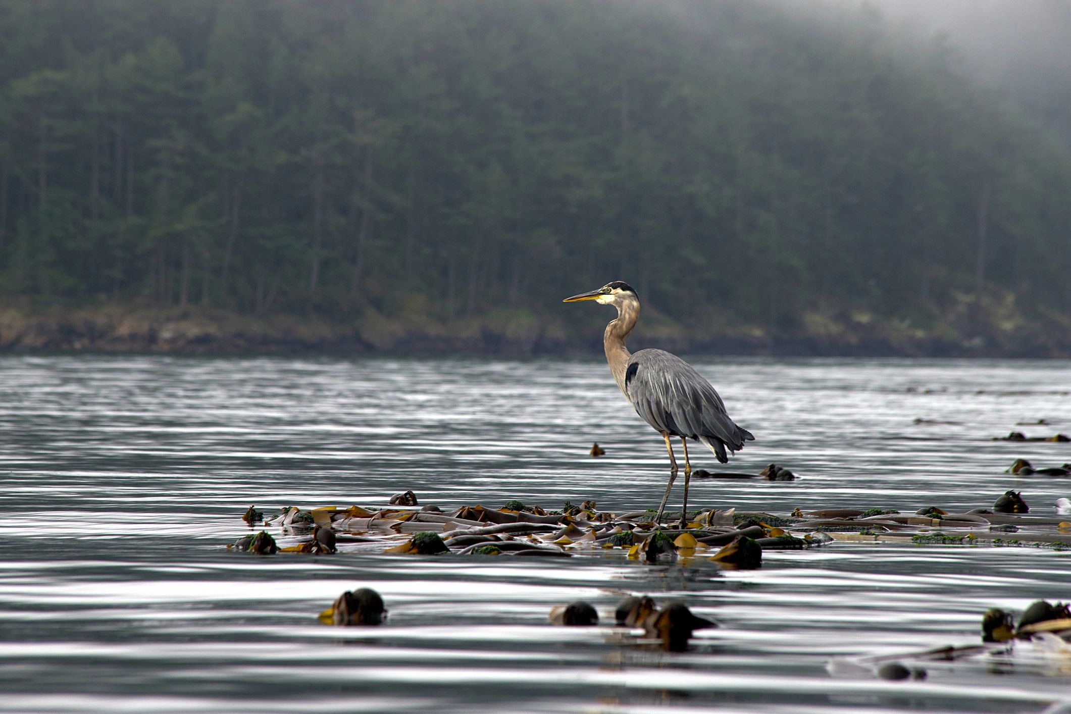 Close-up of a wild bird in natural habitat